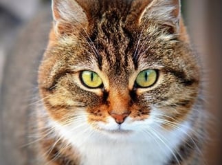 chat émotions
